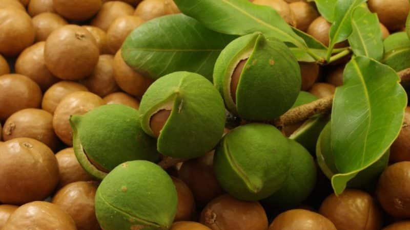 How to grow macadamia nuts at home