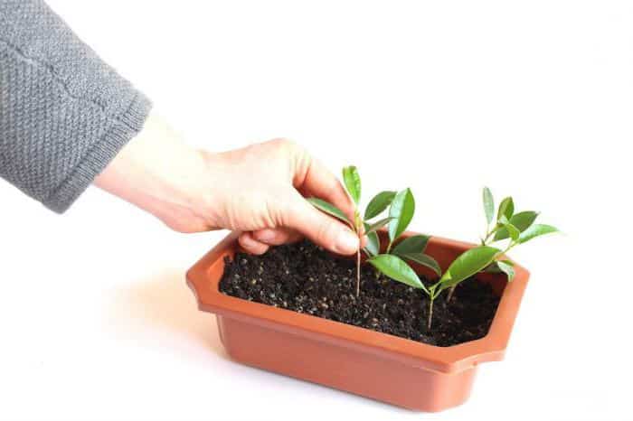 Step-by-step instructions: how to grow felt cherries from seeds at home