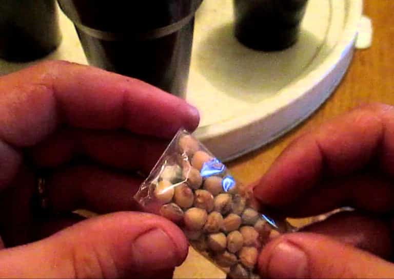 Step-by-step instructions: how to grow felt cherries from seeds at home
