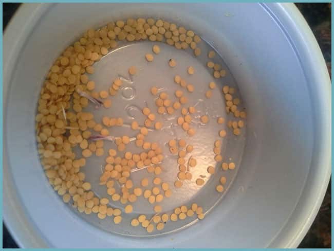 Step-by-step instructions: how to grow felt cherries from seeds at home