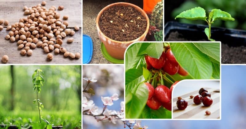 Step-by-step instructions: how to grow felt cherries from seeds at home