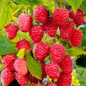Which raspberry varieties are the most productive?