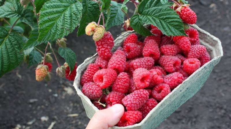 Which raspberry varieties are the most productive?