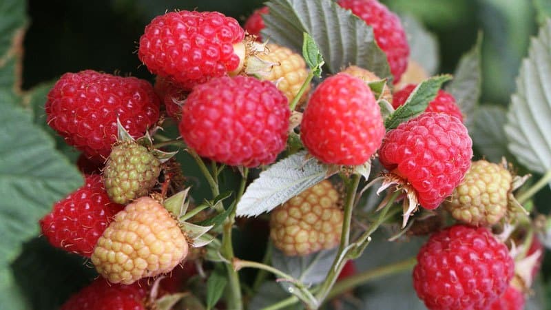 Which raspberry varieties are the most productive?