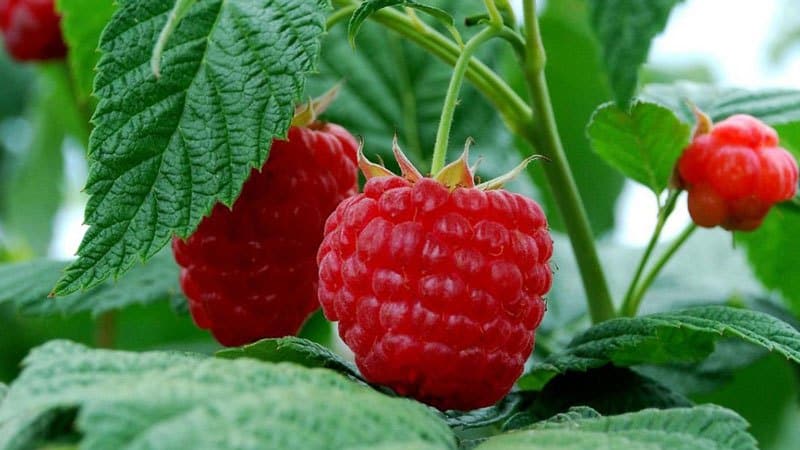 Which raspberry varieties are the most productive?