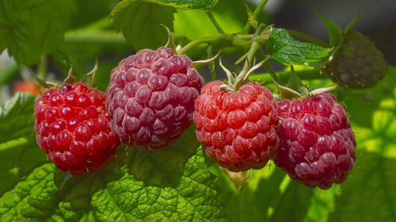 Which raspberry varieties are the most productive?