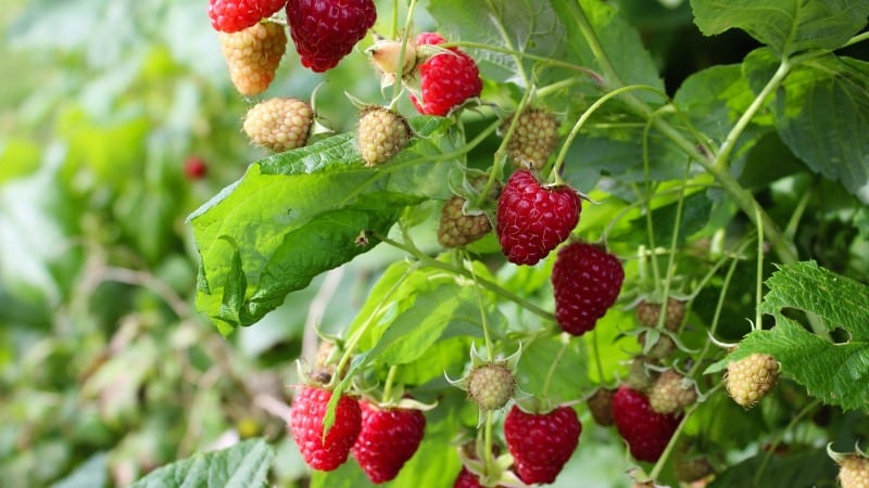 Which raspberry varieties are the most productive?