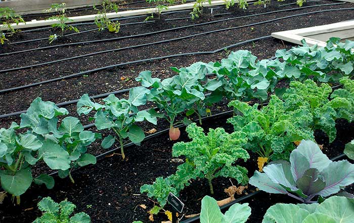 Planting and caring for broccoli in open ground
