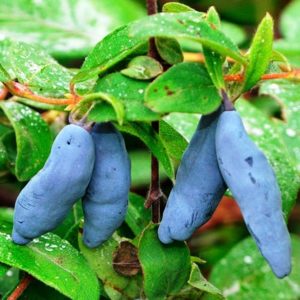 A selection of the best honeysuckle varieties for central Russia