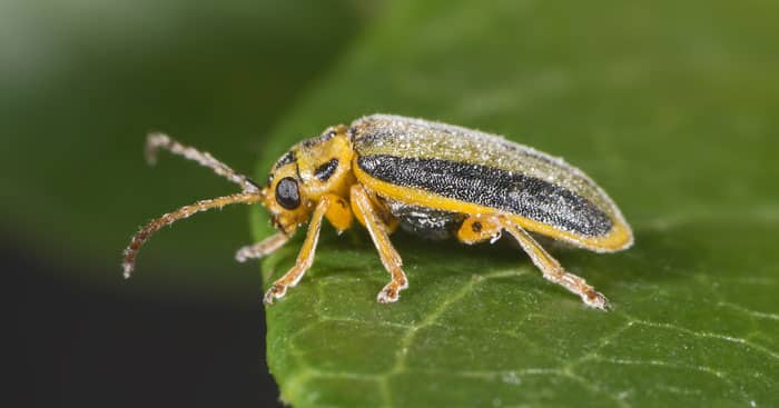 Which pests eat gooseberry leaves and what to do to save the bushes