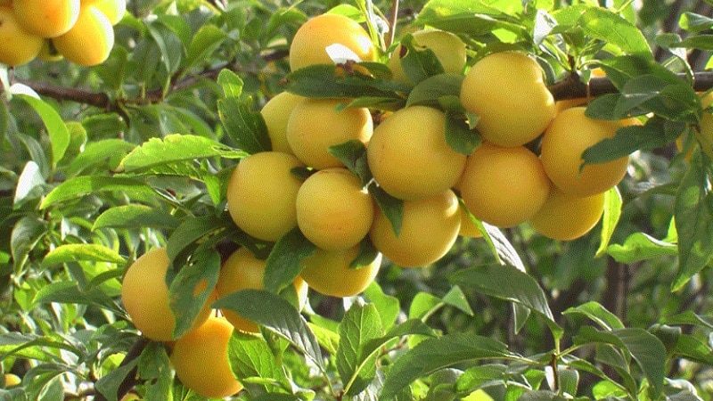The best varieties of cherry plum for the Moscow region