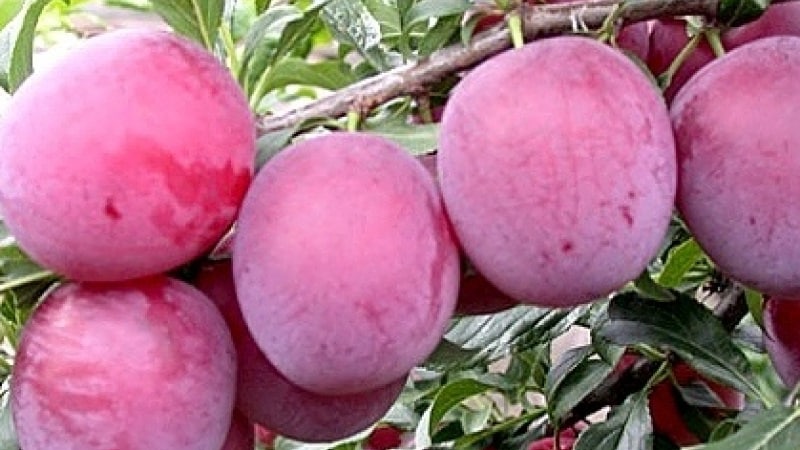 The best varieties of cherry plum for the Moscow region
