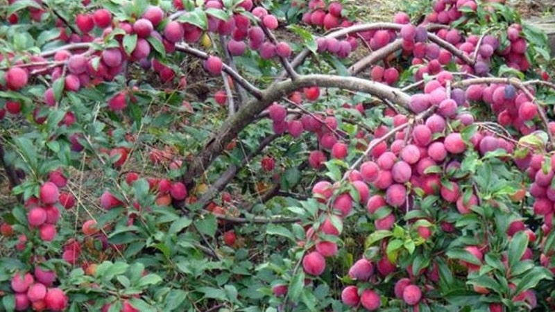 The best varieties of cherry plum for the Moscow region