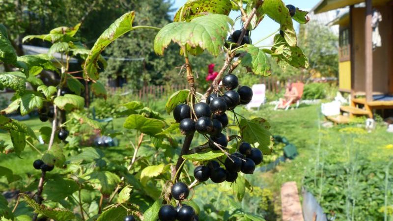 The best varieties of blackcurrant for central Russia and the Middle Volga region