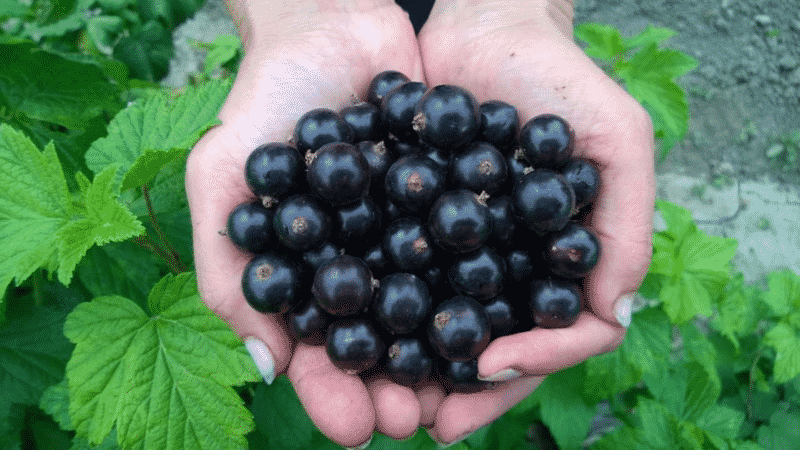 The best varieties of blackcurrant for central Russia and the Middle Volga region