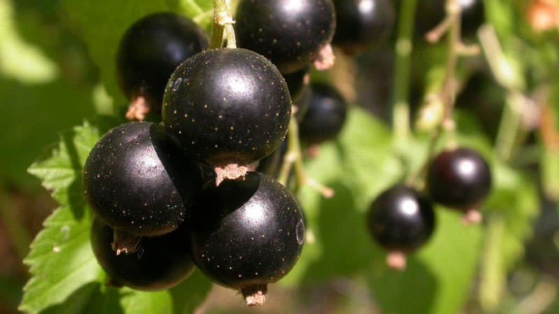 The best varieties of blackcurrant for central Russia and the Middle Volga region