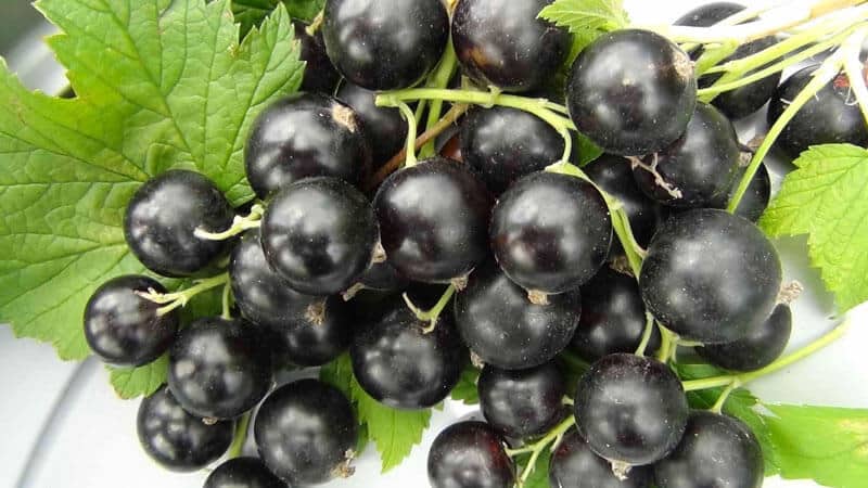 The best varieties of blackcurrant for central Russia and the Middle Volga region