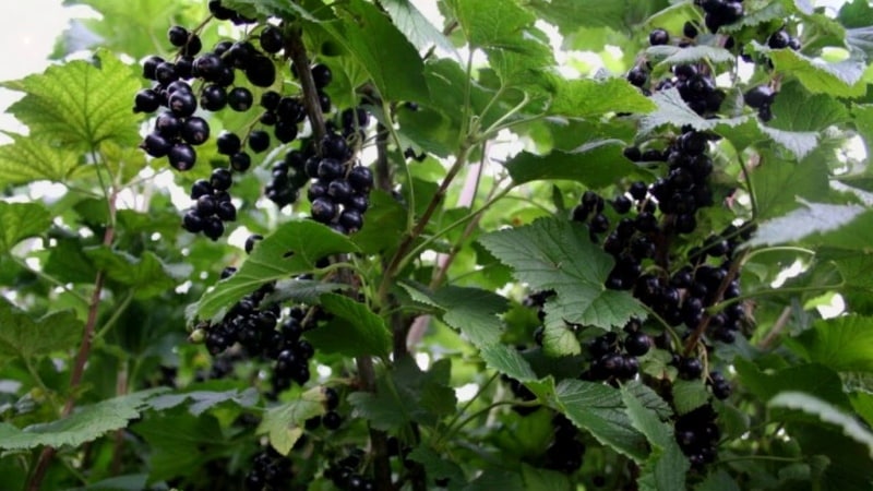 The best varieties of blackcurrant for central Russia and the Middle Volga region