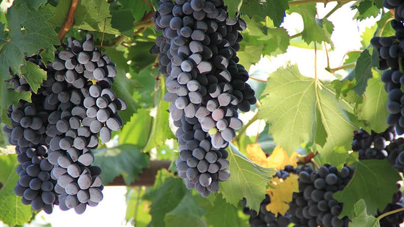 Variety of dark grape varieties