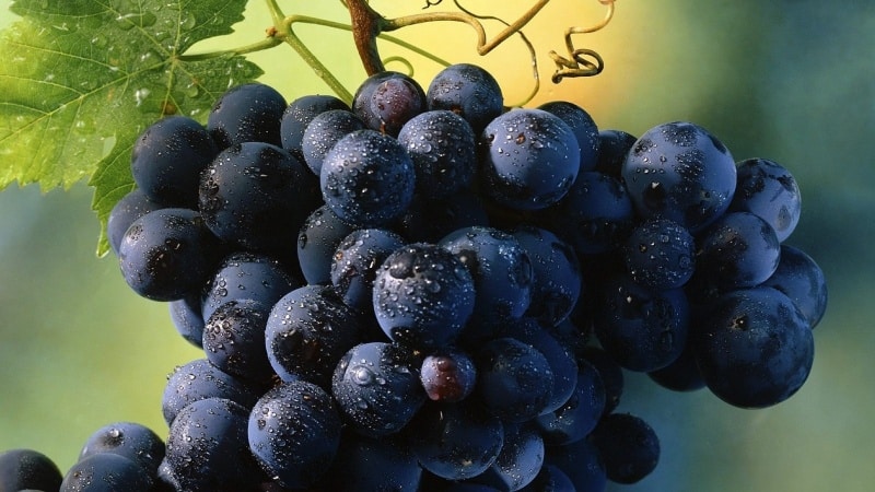 Characteristics and description of early grape varieties