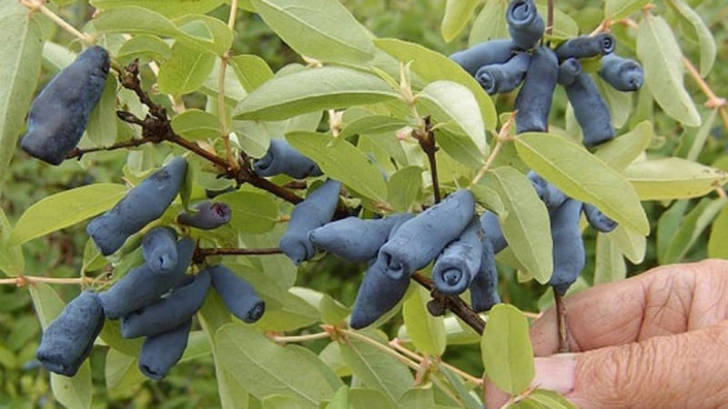 A selection of the best, tasty and sweet honeysuckle varieties for growing in different regions