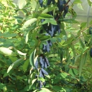 Unpretentious sweet and sour variety of honeysuckle Princess Diana