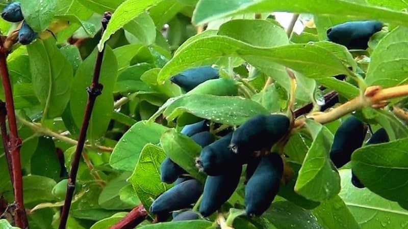 The best varieties of honeysuckle for the Leningrad region and recommendations for choosing the right one