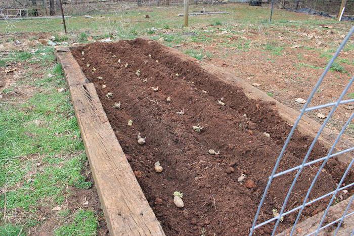New methods of planting potatoes and care features