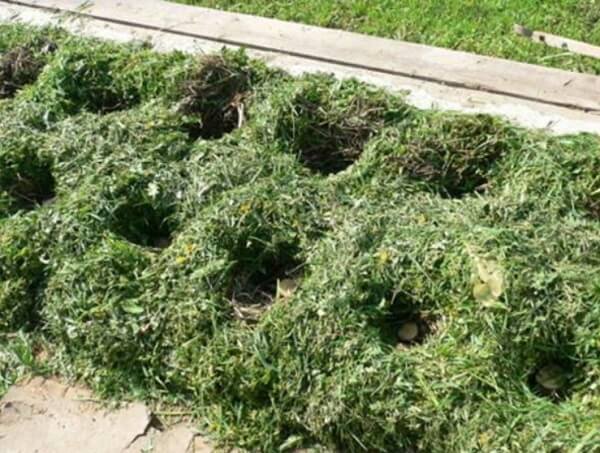 New methods of planting potatoes and care features