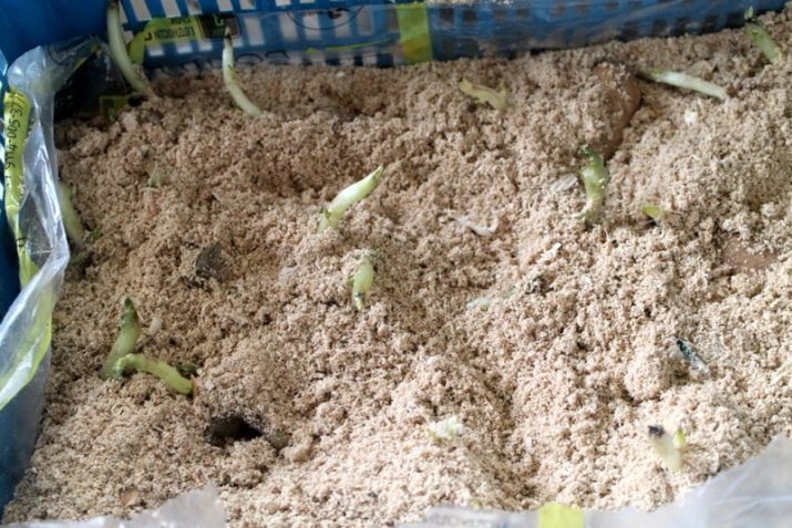 New methods of planting potatoes and care features