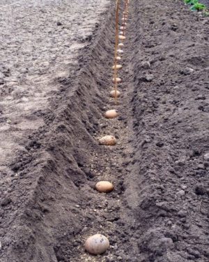 New methods of planting potatoes and care features
