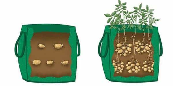New methods of planting potatoes and care features