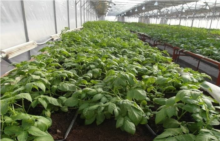 New methods of planting potatoes and care features
