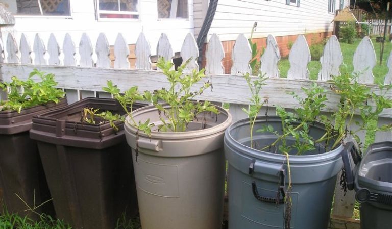 New methods of planting potatoes and care features