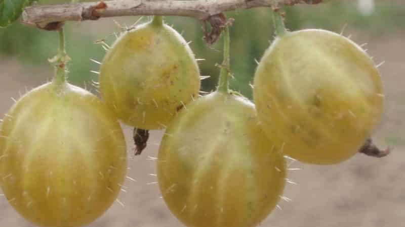 General characteristics and description of hairy gooseberry varieties
