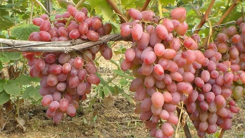 The best grape varieties for the Moscow region: characteristics and descriptions, tips for choosing