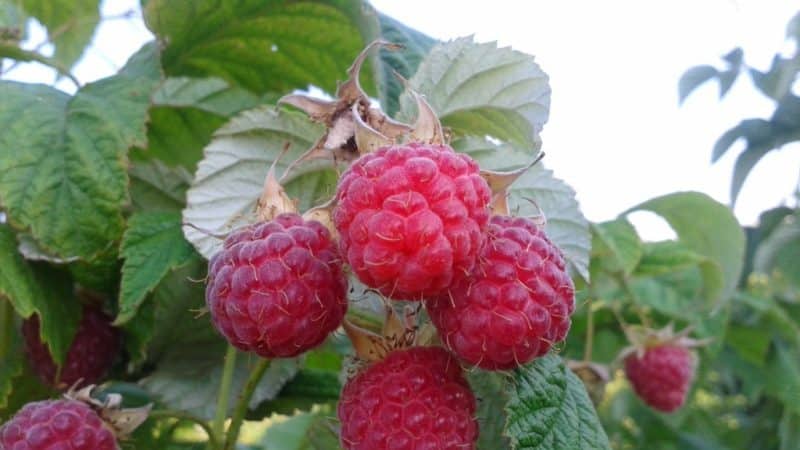Advantages and features of early raspberry varieties