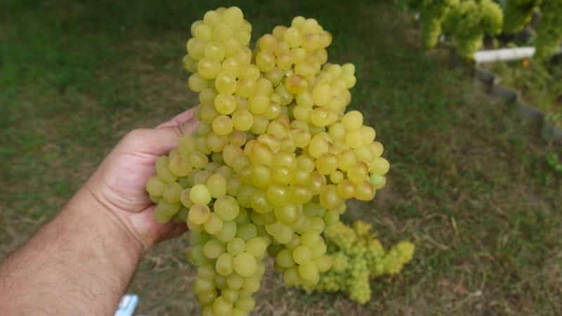 Description of the grape variety Kishmish 342