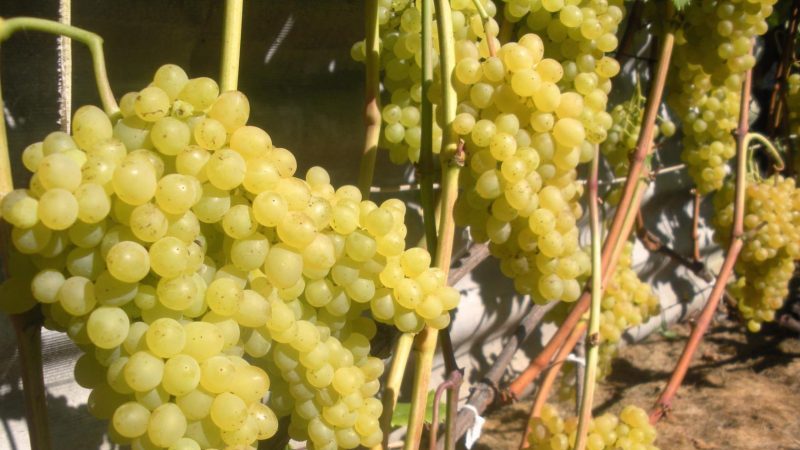Description of the grape variety Kishmish 342