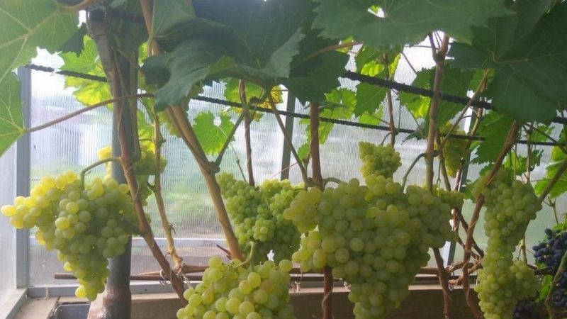 Description of the grape variety Kishmish 342