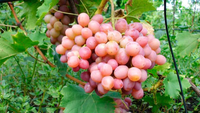 Features of growing Libya grapes