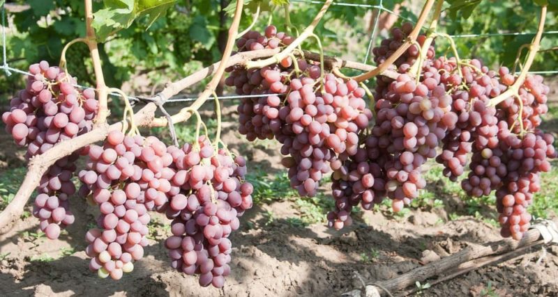 Features of growing Libya grapes