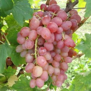 Features of growing Libya grapes