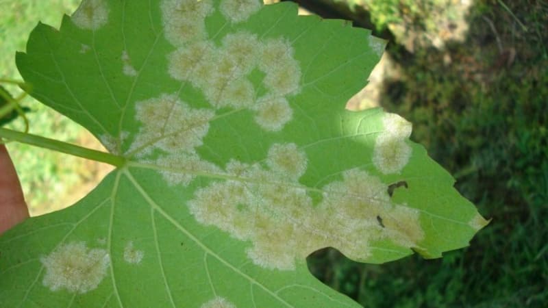Features of growing Libya grapes