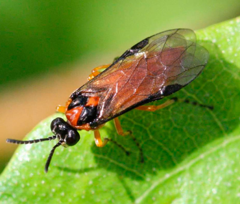 Which pests eat gooseberry leaves and what to do to save the bushes
