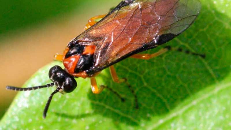 How to treat currant and gooseberry bushes in the spring against pests and diseases