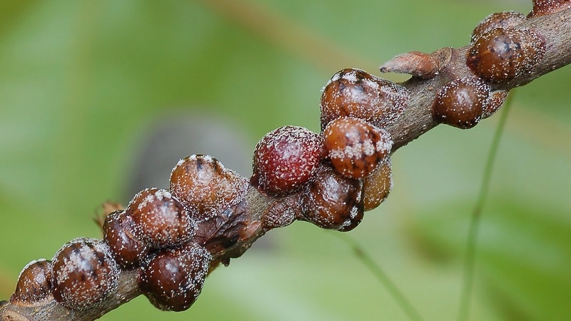 Why currant bushes dry out and what to do to solve the problem
