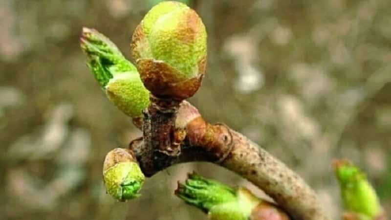 Why currant bushes dry out and what to do to solve the problem