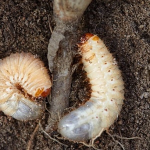 Why currant bushes dry out and what to do to solve the problem