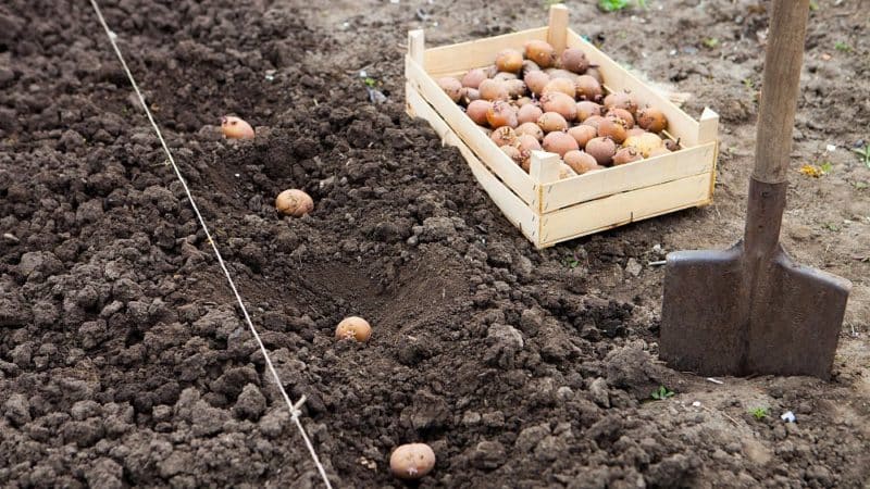 New methods of planting potatoes and care features